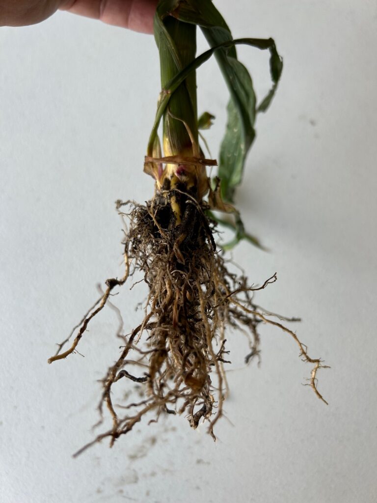 V6 plant with same root development