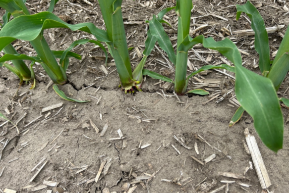 Crop Updated: Exposed and cracked seed trench