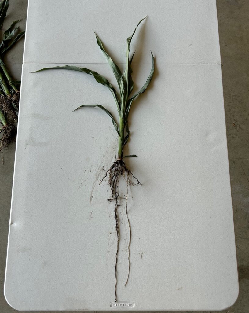 V4 corn with nodal roots